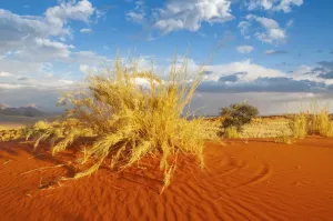 Namibia Travel Destinations Drucke: Wolwedans