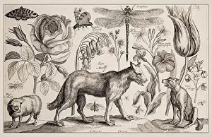 1663 Radierung von Wenceslas Holle