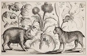 1663 Radierung von Wenceslaus Hollar