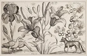 1663 Radierung von Wenceslas Holle