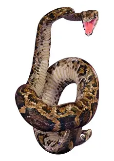 3D-Rendition eines Burmesischen Pythons oder Python bivittatus.