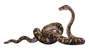 3D-Rendition eines Burmesischen Pythons oder Python bivittatus, einer der größten Schlangen der Welt.