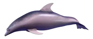 3D-Rendition einer Delfin isoliert auf weißem Hintergrund.