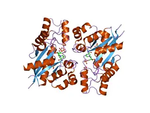 85 PDB 1nup EBI