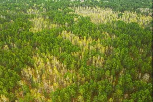 Frühlingszeit, Luftaufnahme von Laublosen Bäumen und grüner Pinienwald im Landschaftsbild in früher Frühling. Blick vom oberen Standpunkt aus auf die Szene