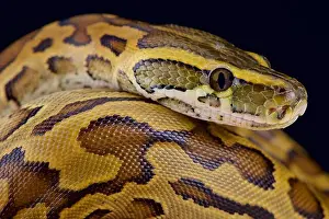 Afrikanischer Riesenpython (Python sebae)