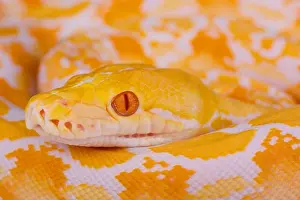Gerahmter Druck : Reticulierter Albino-Python / Der Reticulator ist ein Pyton Gerahmter Druck : Reticulierter Albino-Python / Der Reticulator ist ein Pyton