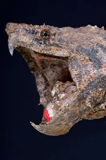 Alleegator-Snapping-Turtle / Macrochelys temminckii