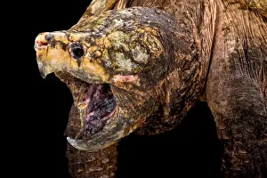 Der Alligatorkiem (Macrochelys temminckii) ist einer der größten Süßwasserschildkröten. Er gilt als die gefährlichste aller Schildkröten mit seinen riesigen Kiefern. Diese alten Reptilien sehen aus wie echte Überbleibsel aus der Vorzeit.