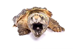 Krokodil-Schnapper-Turtle, Macrochelys temminckii