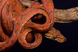 Kaktuszboahagel (Corallus hortulanus)