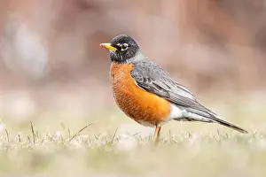 Amerikanischer Drosselrohrsänger (Turdus migratorius) im Frühling.