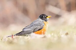 Amerikanischer Drosselrohrsänger (Turdus migratorius) im Frühling.