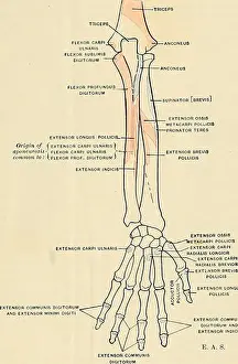 Die Extensor minimi digiti (M. extensor digiti quinti proprius) ist ein schlanker Muskel, der sich auf der inneren Seite des Extensor communis befindet und mit diesem allgemein verbunden ist. Er entspringt aus dem gemeinsamen Extensor-Tendon durch eine dünne, fibröse Fasze und aus den intermuskulären Septen zwischen ihm und den benachbarten Muskeln. Sein Sehnengewebe verläuft durch einen separaten Kompartiment im Annularring hinter dem unteren Radioulnar-Gelenk, dann teilt es sich in zwei als es die Hand überquert, wobei das äußere Segment von der Fasze vom innersten Tendon des gemeinsamen Extensors beigetreten wird. Die beiden Segmente bilden so breite Aponeurosen aus, die nach Empfang einer Fasze vom Abductor minimi digiti in die zweiten und dritten Phalangen des kleinen Fingers eingesetzt werden.