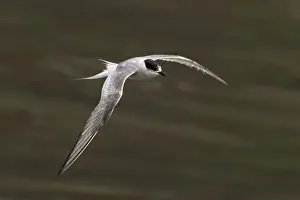 Arktische Schreibe (Sterna paradisaea)