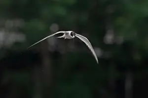 Arktischer Schmarotzer (Sterna paradisaea)