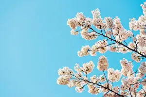 Asien, Republik Koreanische Halbinsel Südkorea Insel Jejū Inseldorf der Stadt auf dem Gebiet von jeju im Frühling Blüten des Japanischen Kirschbaums