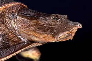 Die Flapshellschnecke von Aubrey (Cycloderma aubryi)