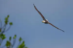 Bald Eagle fliegt.
