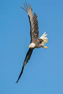 Ein Adler an einem harten Bank.