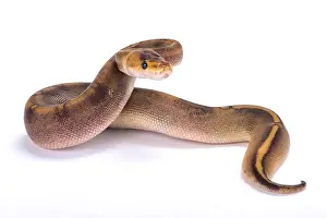 Gerahmter Druck : Ballpython, Pytonus Regius