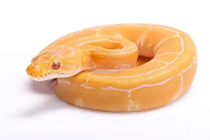 Gerahmter Druck : Ballpython,Python Regius,A Albino Pinstripe Gerahmter Druck : Ballpython,Python Regius,A Albino Pinstripe
