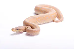 Ballpython,Python Regius,Pastell
