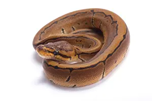Gerahmter Druck : Ballpython, Python regius, Pinstrippe Gerahmter Druck : Ballpython, Python regius, Pinstrippe