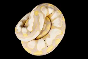 Die Riesenpythonneuse (Python regius) ist eine der am häufigsten gehaltenen Hausschlangensorten weltweit