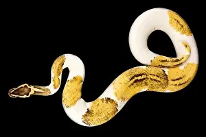 Die Riesenpythoninsekte (Python regius) ist eine der beliebtesten Haustierarten von Schlangen weltweit