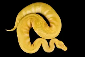 Die Ballpythonneuse (Python regius) ist eine der am häufigsten gehaltenen Hausschlangensorten weltweit