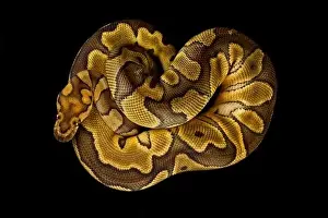Die Ballpythonneuse (Python regius) ist eine der am häufigsten gehaltenen Hausschlangensorten weltweit