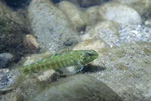 Gefleckter Darter zeigt sich am Grund eines Flusses.