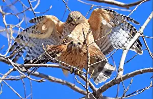 Ein schönes Paar Rotflügelschwalben, das sich in einem Baum paart, Quebec, Kanada.
