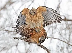 Ein schönes Paar Rotflügelschwalben, das sich in einem Baum paart, Quebec, Kanada.