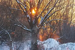 Schöner Sonnenuntergang gegen den Hintergrund eines großen Baumes