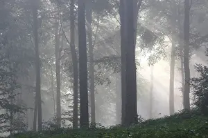 Buchenwald (Fagus sylvatica) in Nebel, Flämische Ardennen, Belgien.