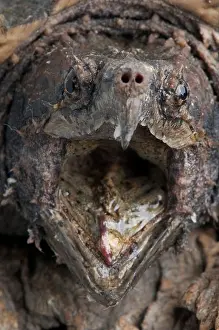 Kauendes Wasserbohnenkrokodil / Macrochelys temminckii