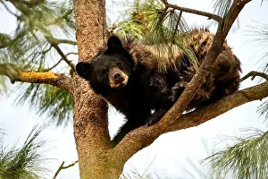 Bärenschwarzer in einem Baum.