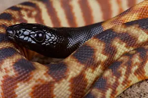 Schädelkopf-natter / Aspidites melanocephalus