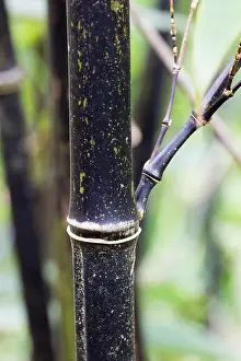 Schwarze Spross des immergrünen schwarzen Bambus, Phyllostachys nigra. Die Sprossen werden im zweiten Jahr schwarz.