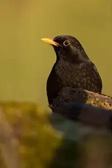 Blackbird
