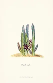 Blühende Stapeliea
