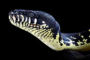 Morelias Boelens Python