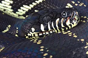 Morelias Boelens Python