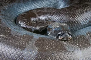 Gerahmter Druck : Borneopython / Python Curtus Breitensteinii Gerahmter Druck : Borneopython / Python Curtus Breitensteinii