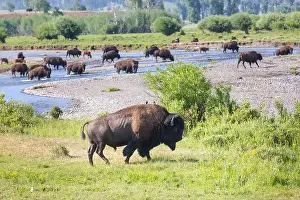 Buffalo