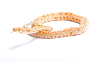 Burmesischerpython,Pythonbivittatus,Albinos