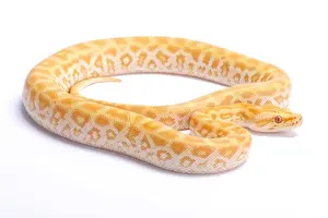 Gerahmter Druck : Burmesische Riesenpython, Python bivittatus, Labyrinthalbino Gerahmter Druck : Burmesische Riesenpython, Python bivittatus, Labyrinthalbino