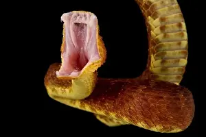 Angriff des Buschvipers (Atheris squamigera)